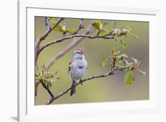 American Tree Sparrow Singing-Ken Archer-Framed Premium Photographic Print