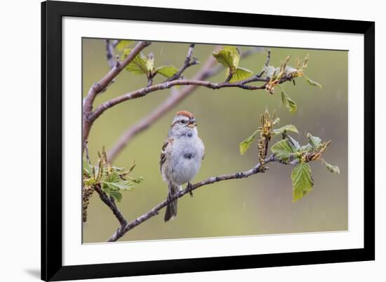 American Tree Sparrow Singing-Ken Archer-Framed Premium Photographic Print