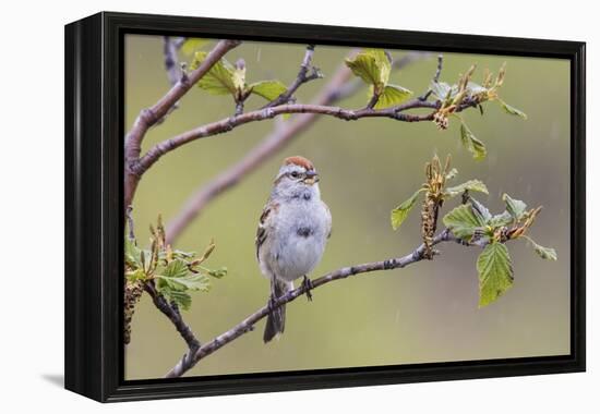 American Tree Sparrow Singing-Ken Archer-Framed Premier Image Canvas