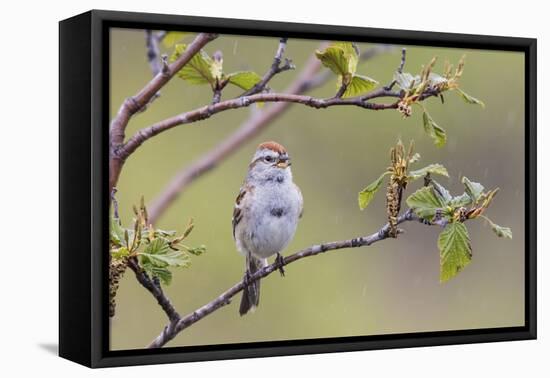 American Tree Sparrow Singing-Ken Archer-Framed Premier Image Canvas