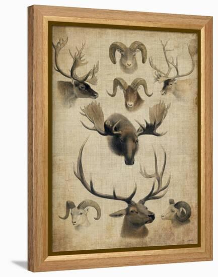 American Trophy I-John Butler-Framed Stretched Canvas