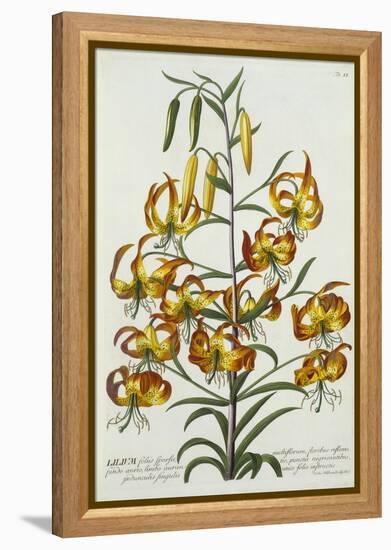 American Turkscap Lily, C.1740-Georg Dionysius Ehret-Framed Premier Image Canvas