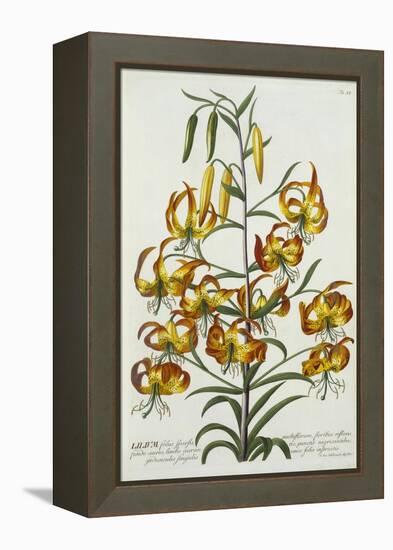 American Turkscap Lily, C.1740-Georg Dionysius Ehret-Framed Premier Image Canvas