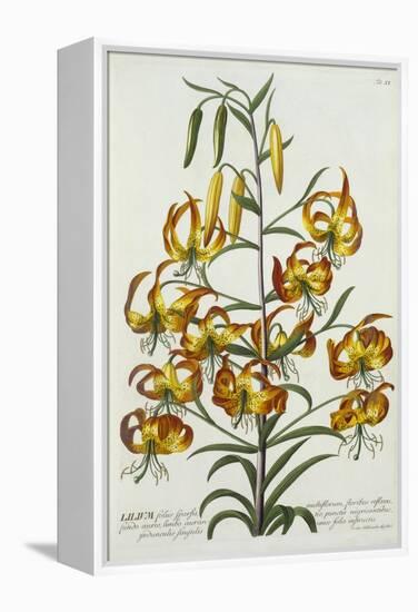 American Turkscap Lily, C.1740-Georg Dionysius Ehret-Framed Premier Image Canvas