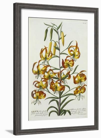 American Turkscap Lily, C.1740-Georg Dionysius Ehret-Framed Giclee Print