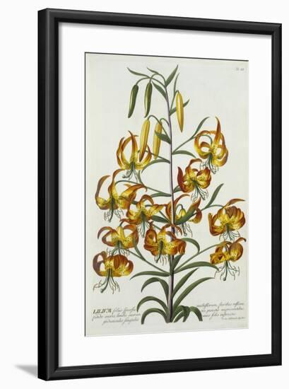 American Turkscap Lily, C.1740-Georg Dionysius Ehret-Framed Giclee Print