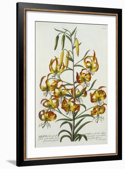 American Turkscap Lily, C.1740-Georg Dionysius Ehret-Framed Giclee Print