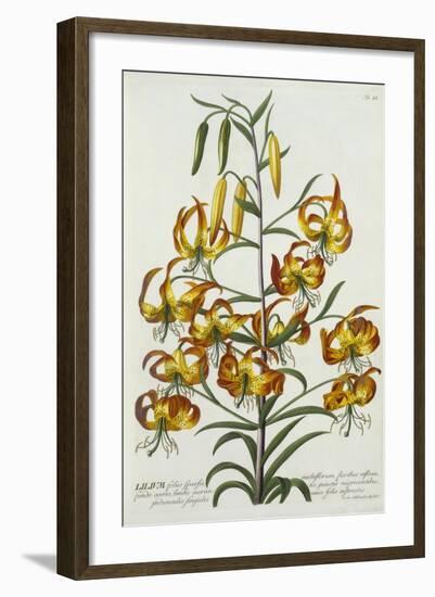 American Turkscap Lily, C.1740-Georg Dionysius Ehret-Framed Giclee Print