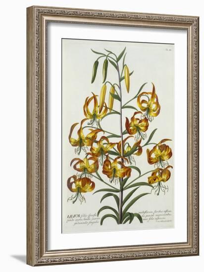 American Turkscap Lily, C.1740-Georg Dionysius Ehret-Framed Giclee Print