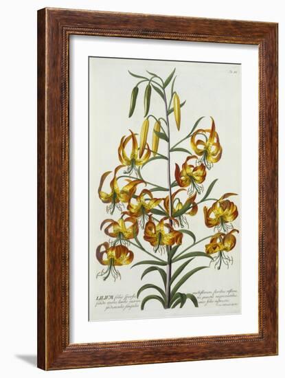 American Turkscap Lily, C.1740-Georg Dionysius Ehret-Framed Giclee Print