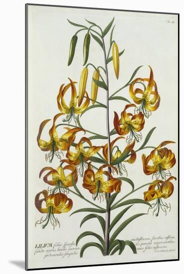 American Turkscap Lily, C.1740-Georg Dionysius Ehret-Mounted Giclee Print