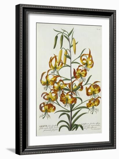 American Turkscap Lily, C.1740-Georg Dionysius Ehret-Framed Giclee Print