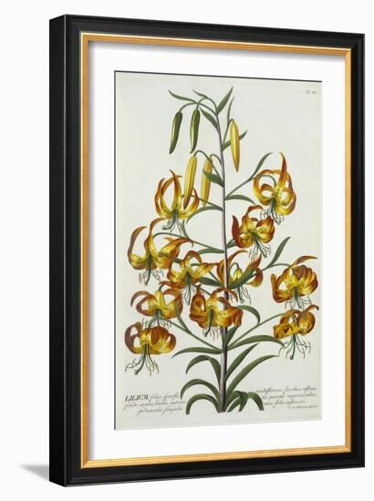 American Turkscap Lily, C.1740-Georg Dionysius Ehret-Framed Giclee Print