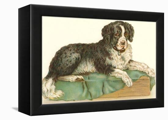 American Water Spaniel-null-Framed Stretched Canvas