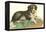 American Water Spaniel-null-Framed Stretched Canvas