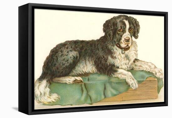 American Water Spaniel-null-Framed Stretched Canvas