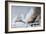 American Whalers Crushed in the Ice-Currier & Ives-Framed Giclee Print