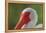 American white ibis. Myakka River State Park, Florida-Adam Jones-Framed Premier Image Canvas