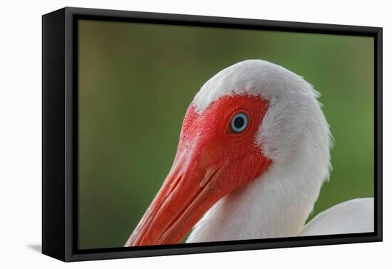 American white ibis. Myakka River State Park, Florida-Adam Jones-Framed Premier Image Canvas