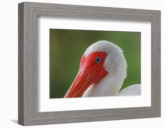 American white ibis. Myakka River State Park, Florida-Adam Jones-Framed Photographic Print