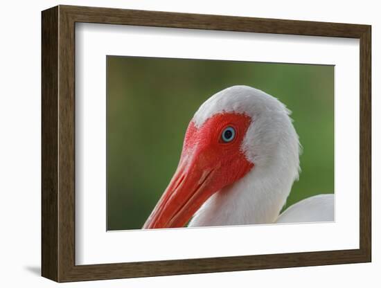 American white ibis. Myakka River State Park, Florida-Adam Jones-Framed Photographic Print