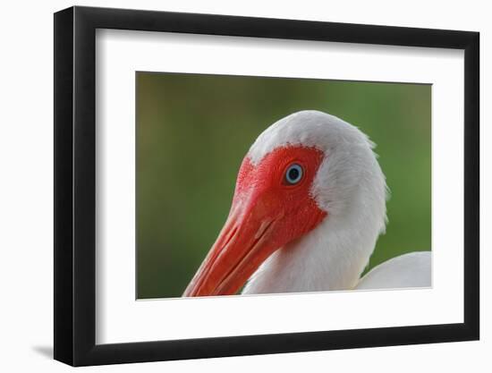 American white ibis. Myakka River State Park, Florida-Adam Jones-Framed Photographic Print