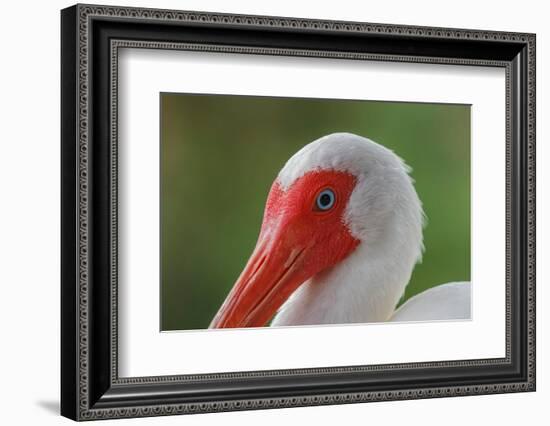 American white ibis. Myakka River State Park, Florida-Adam Jones-Framed Photographic Print