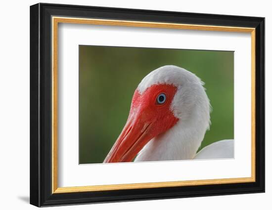 American white ibis. Myakka River State Park, Florida-Adam Jones-Framed Photographic Print