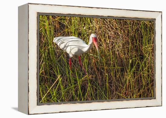 American White Ibis-Richard T. Nowitz-Framed Premier Image Canvas