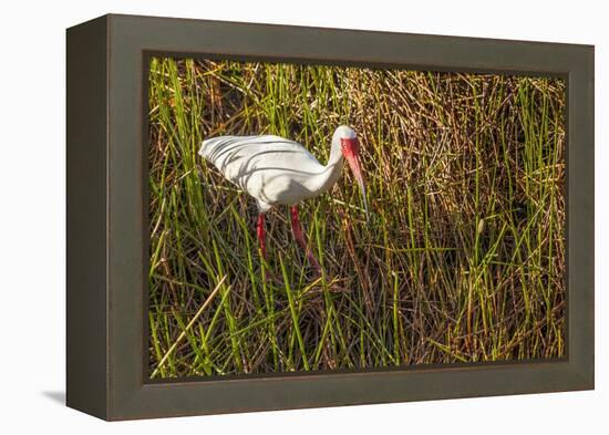 American White Ibis-Richard T. Nowitz-Framed Premier Image Canvas