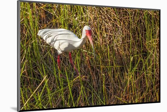 American White Ibis-Richard T. Nowitz-Mounted Photographic Print