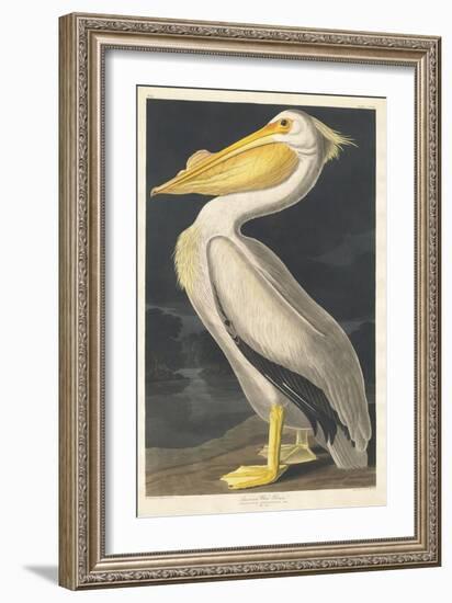 American White Pelican, 1836-John James Audubon-Framed Giclee Print