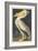 American White Pelican, 1836-John James Audubon-Framed Giclee Print