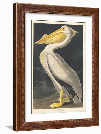 American White Pelican, 1836-John James Audubon-Framed Giclee Print