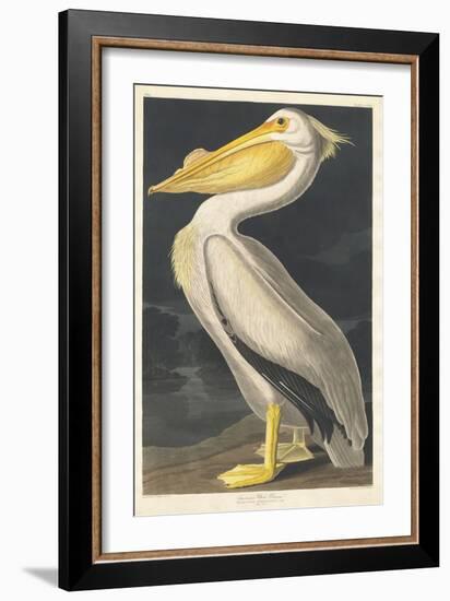 American White Pelican, 1836-John James Audubon-Framed Giclee Print