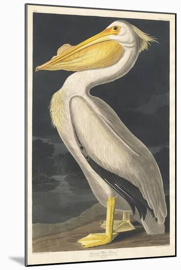 American White Pelican, 1836-John James Audubon-Mounted Giclee Print