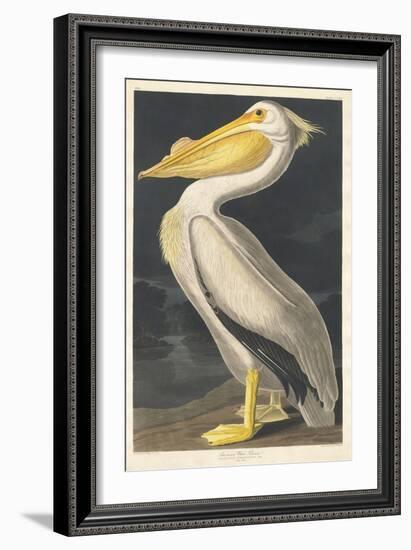 American White Pelican, 1836-John James Audubon-Framed Giclee Print