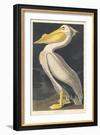 American White Pelican, 1836-John James Audubon-Framed Giclee Print