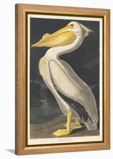 American White Pelican, 1836-John James Audubon-Framed Premier Image Canvas