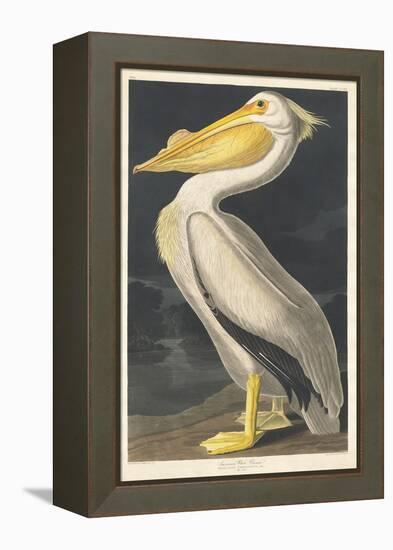 American White Pelican, 1836-John James Audubon-Framed Premier Image Canvas