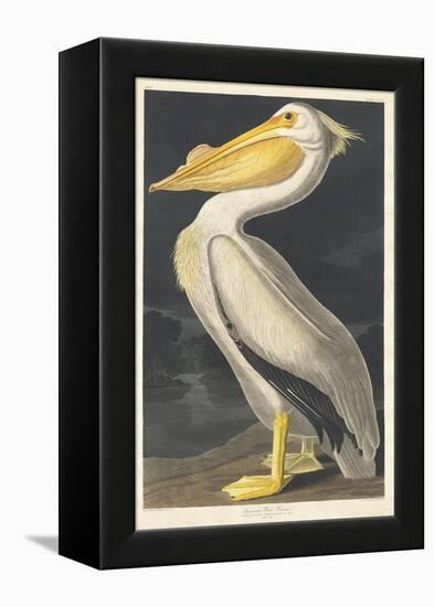 American White Pelican, 1836-John James Audubon-Framed Premier Image Canvas