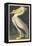 American White Pelican, 1836-John James Audubon-Framed Premier Image Canvas