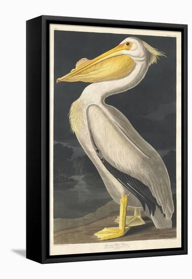 American White Pelican, 1836-John James Audubon-Framed Premier Image Canvas