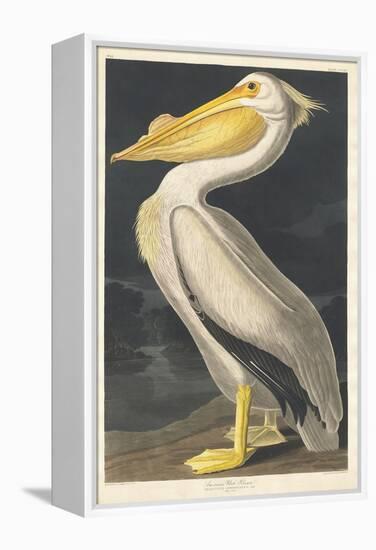 American White Pelican, 1836-John James Audubon-Framed Premier Image Canvas