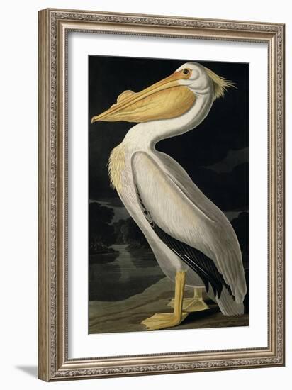 American White Pelican, from Birds of America, Engraved by Robert Havell-John James Audubon-Framed Giclee Print