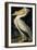 American White Pelican, from Birds of America, Engraved by Robert Havell-John James Audubon-Framed Giclee Print