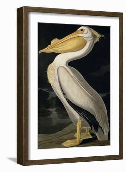 American White Pelican, from Birds of America, Engraved by Robert Havell-John James Audubon-Framed Giclee Print