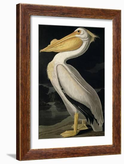 American White Pelican, from Birds of America, Engraved by Robert Havell-John James Audubon-Framed Giclee Print