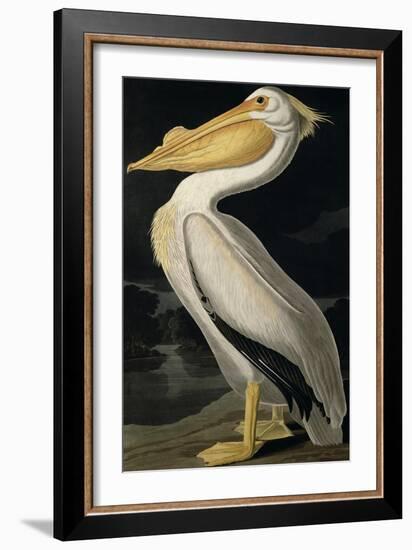 American White Pelican, from Birds of America, Engraved by Robert Havell-John James Audubon-Framed Giclee Print