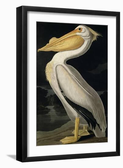 American White Pelican, from Birds of America, Engraved by Robert Havell-John James Audubon-Framed Giclee Print